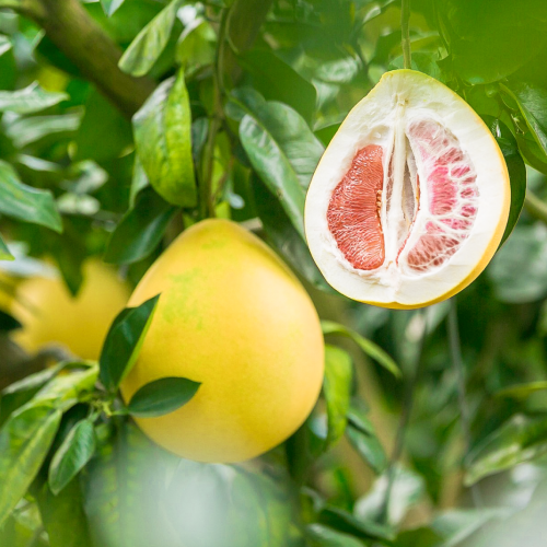 Nguồn gốc bưởi đỏ